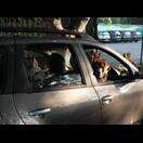 Ein Teil der Hunde lebt bei Rahana und Jackie und kommt mit deren Auto